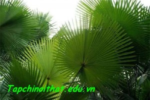 Trang-tri-nha-chuan-cho-nguoi-menh-16